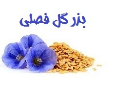 فروش بذر گل 